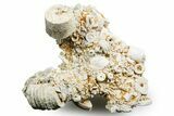 Mississippian Fossil Crinoid Stem Cluster - Kentucky #358727-1